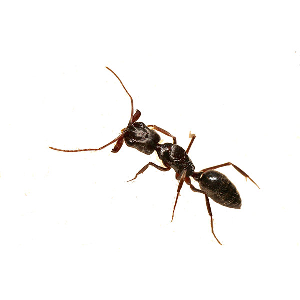 Queens NY Ants Pest Controls Exterminator