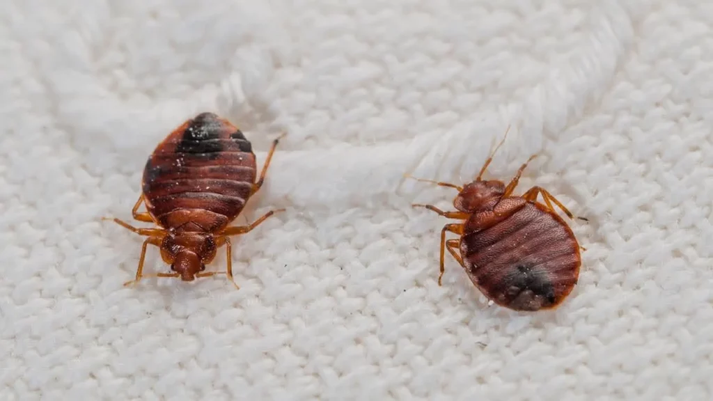 Queens NY Bed Bugs Bedbugs Pest Control Exterminators