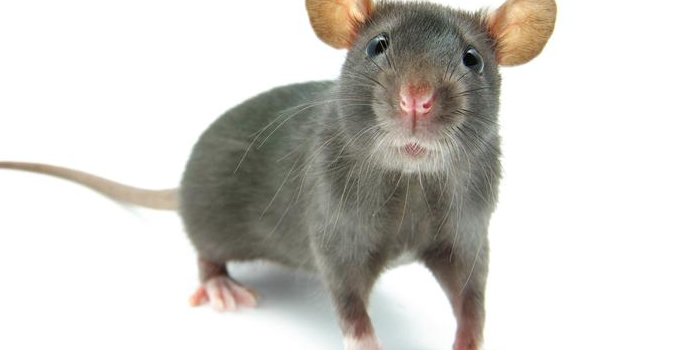  Queens NY Mice Rats Mouse Pest Controls Exterminator