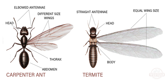 Queens NY Termites Pest Controls Exterminator