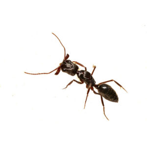 Ants Queens NY Bed Bugs Roach Ants Termite Mice Rat Pest Controls Exterminator